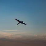 Kosuello Vendeghaz * Szántód
