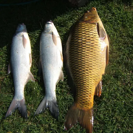 Kősüllő * Szántód