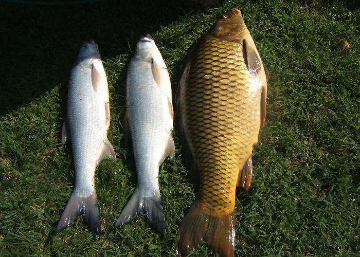 Kősüllő * Szántód